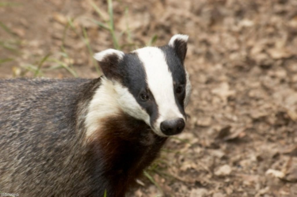 More than 5% of culled badgers have not been culled humanely, it