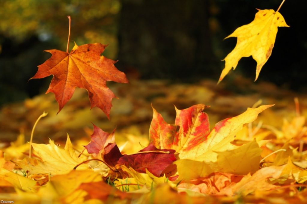 The last leaves of 2013: Osborne can't catch a break despite the sunnier outlook