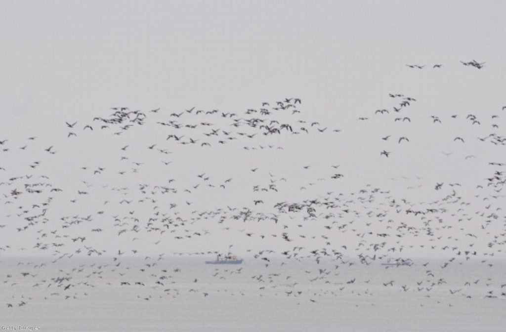 It could take decades to relocate birds from the estuary and thousands would die out, new report finds. 