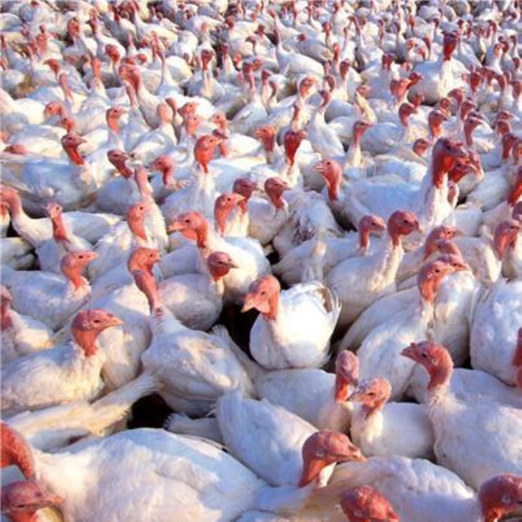 Bird Flu: 28,600 birds have now been culled 