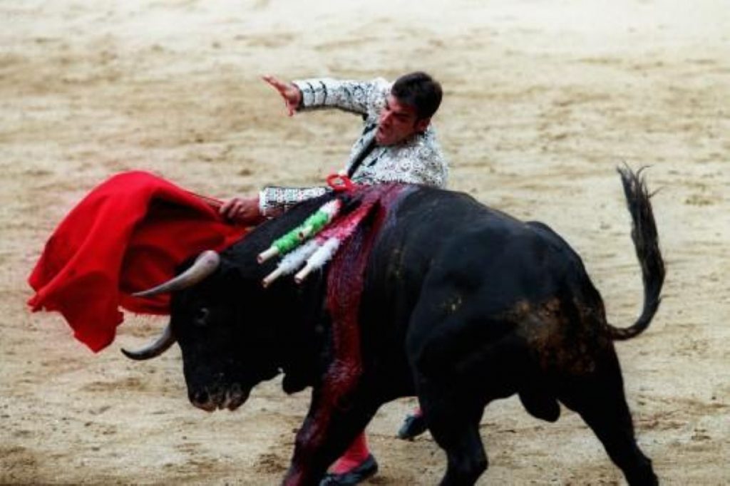 This year alone, tens of thousands of bulls will be killed in Spanish bullfights 