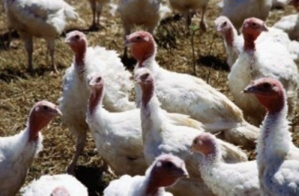 Government says all bird flu procedures were kept to 