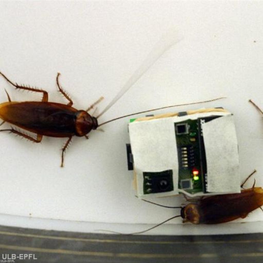 NHS hospitals plagued by cockroaches