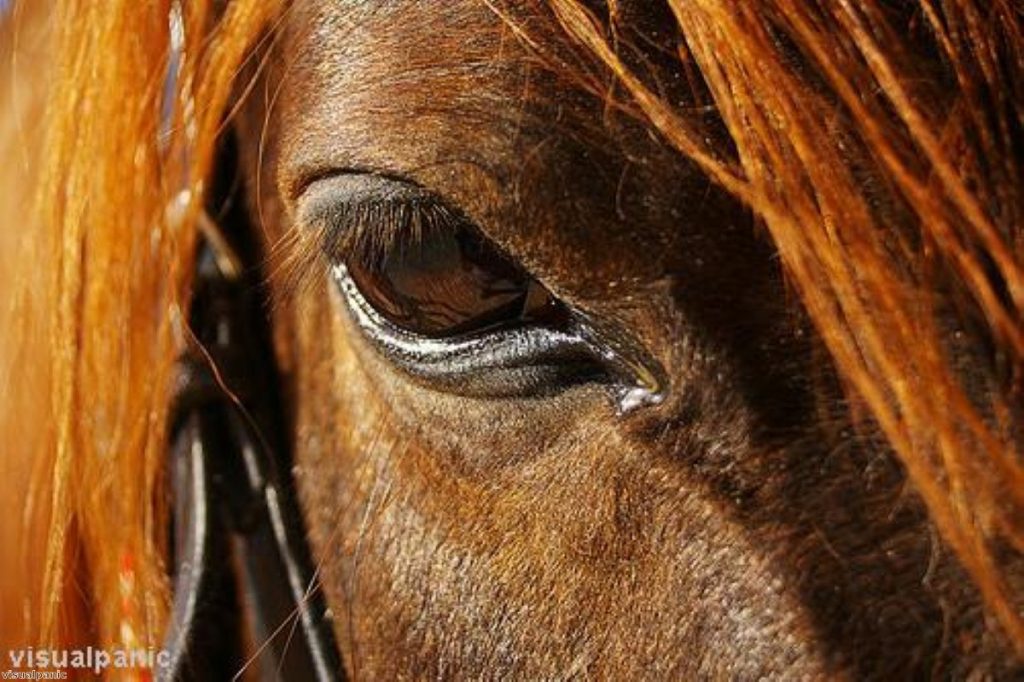 Gaze of shame: Have Brits been eating horse meat all along? 