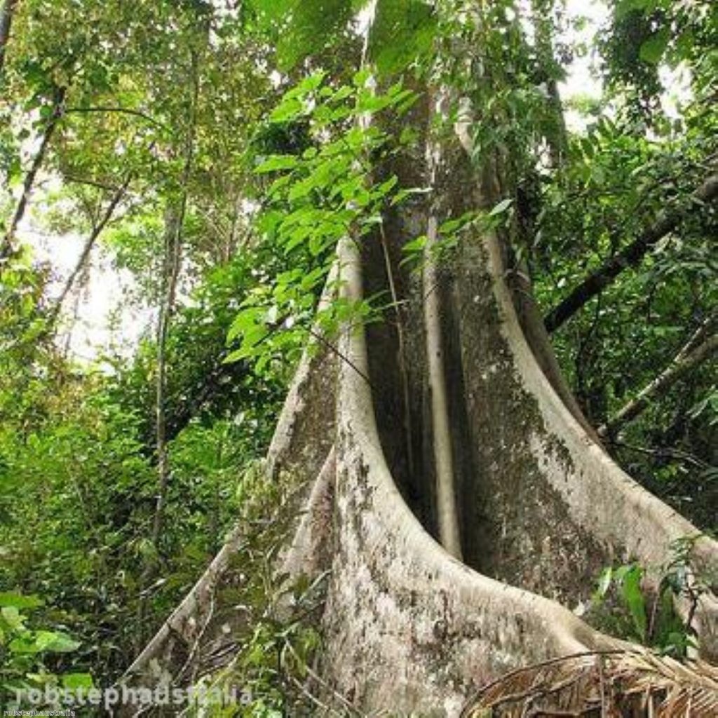 Deforestation: the third source of greenhouse gases emissions