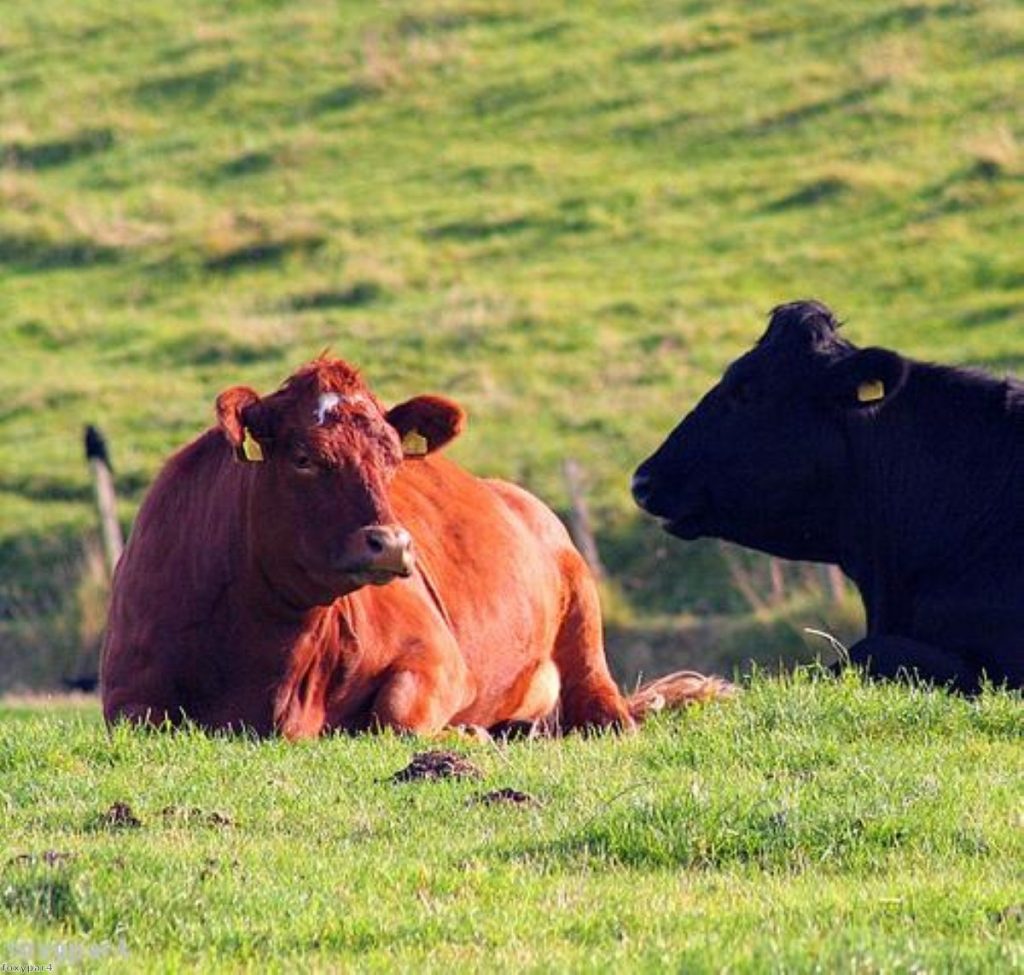 Black and moo all over: Blunkett gets on wrong side of a cow