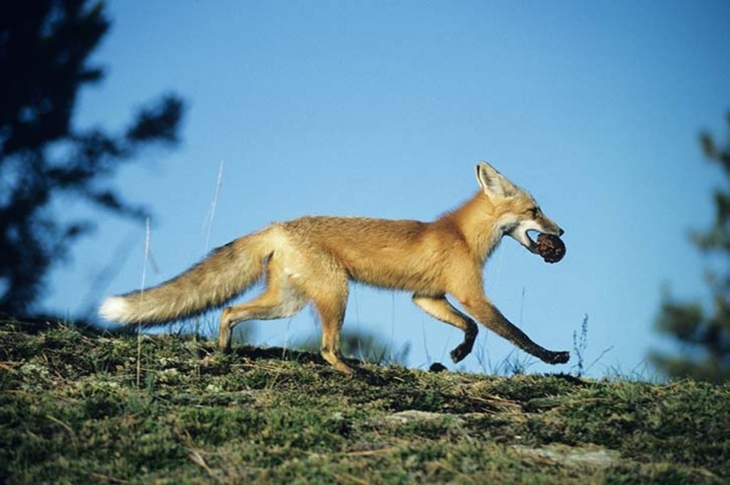 Off to fight another day: Fox-hunting vote delayed for EVEL purposes 