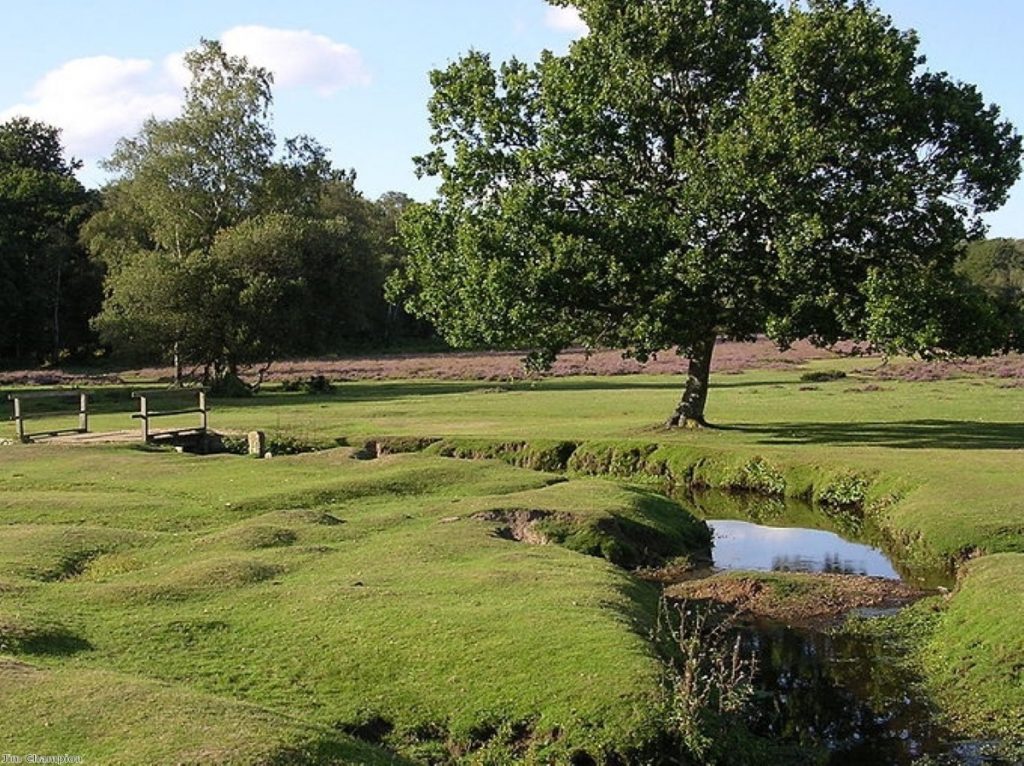 Government plans to sell the UK's forests have been met with fierce opposition