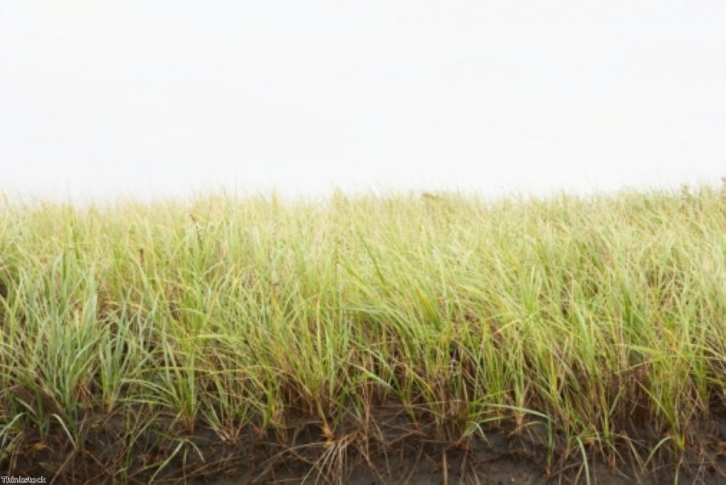 Here is the actual long grass which politicians kick things into. It's getting quite full up